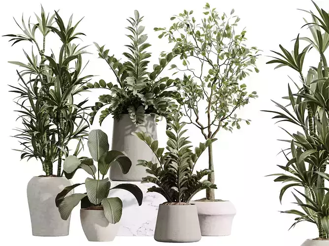 AV Indoor Plants Set 367 Japandi Zamiifolia Calathea Warneckii 3D model