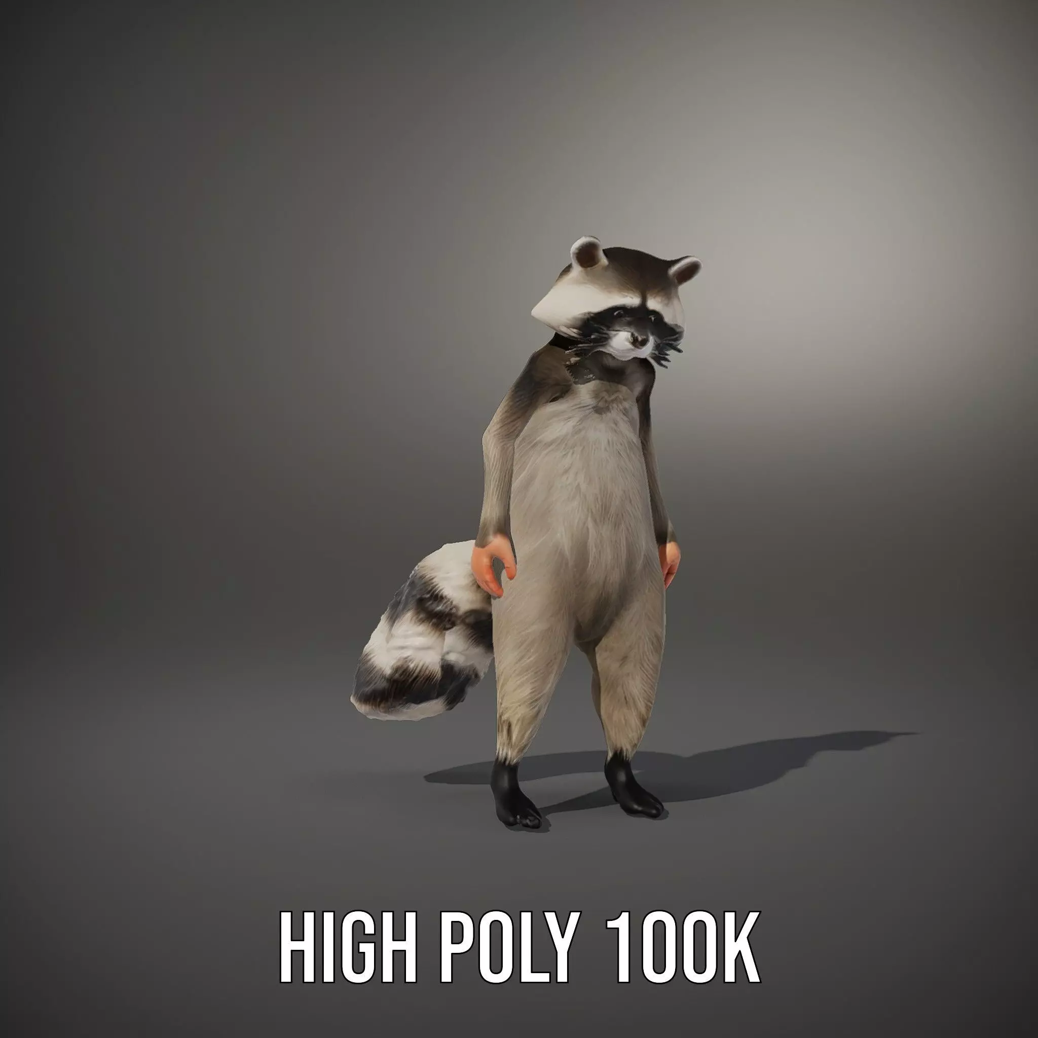Lifelike Raccoon model pack Low-poly 3D model_11