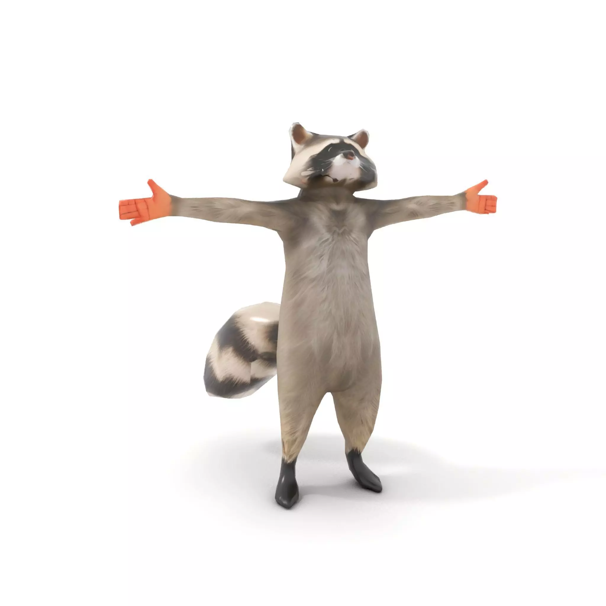 Lifelike Raccoon model pack Low-poly 3D model_8