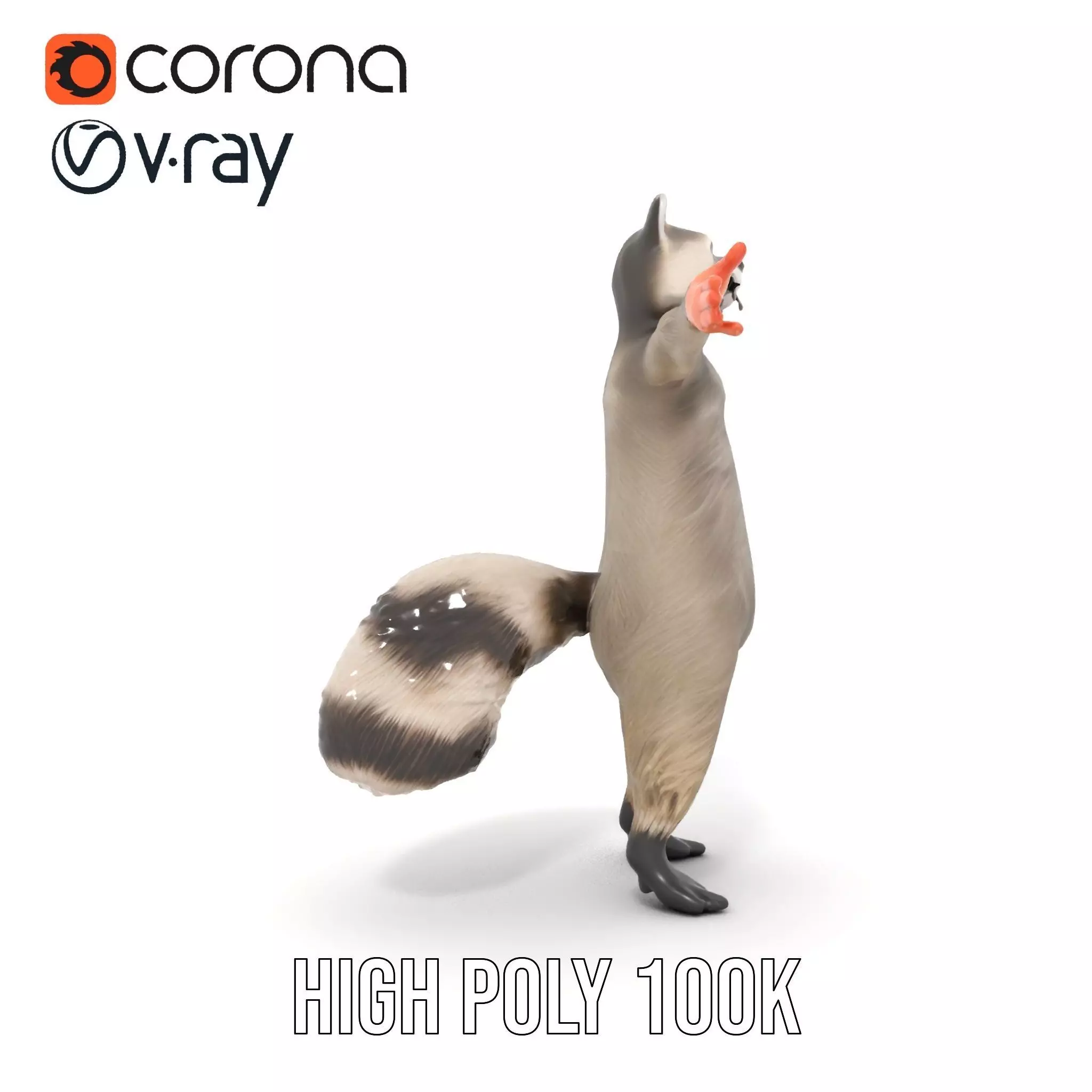 Lifelike Raccoon model pack Low-poly 3D model_27