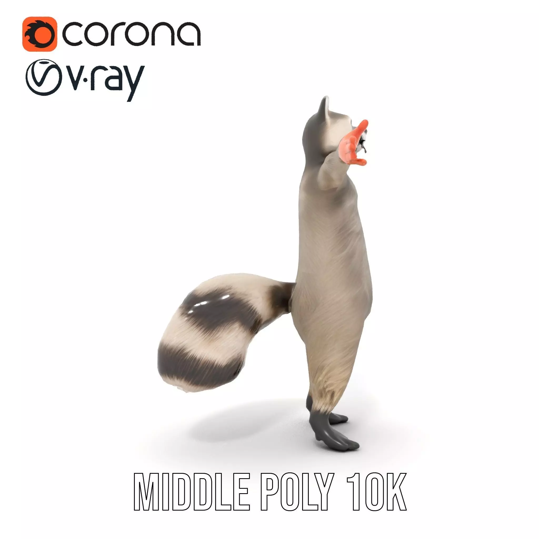 Lifelike Raccoon model pack Low-poly 3D model_17