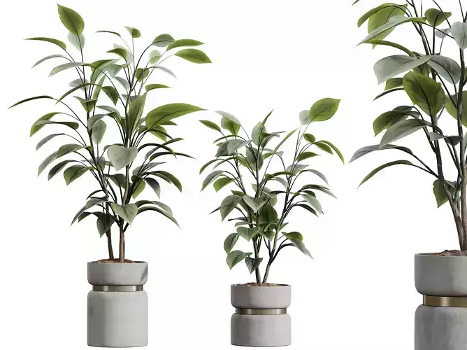 AV HousePlants Ficus lyrata Fiddle Leaf Fig Moraceae02