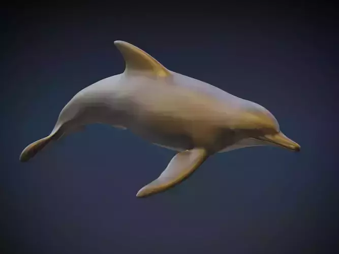 Dolphin  