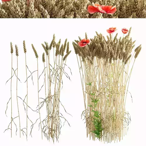 Wheat variety Awnless 1 3D model