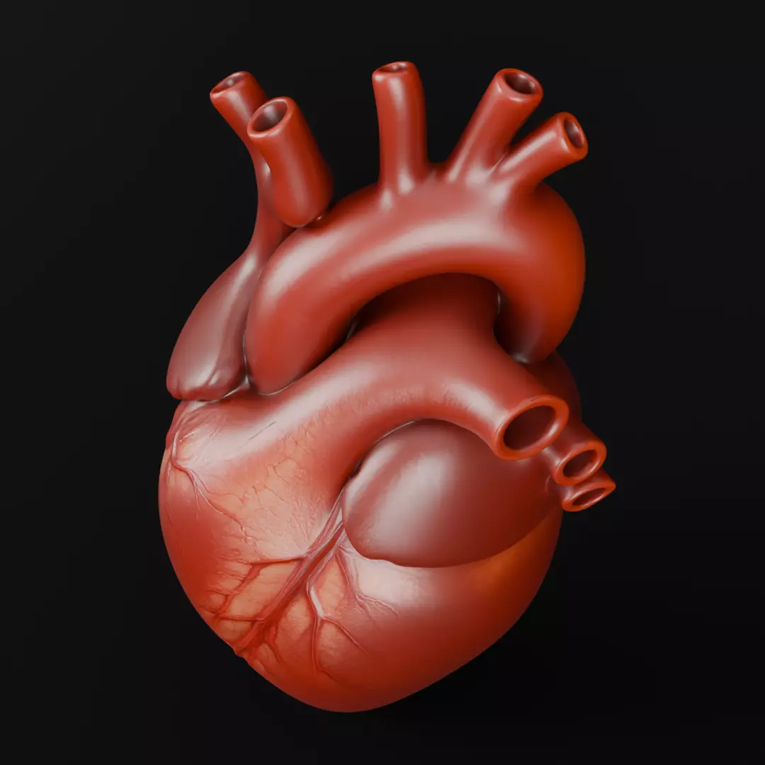 Human Heart 3D Model Realistic Anatomical Organ 3D model_8