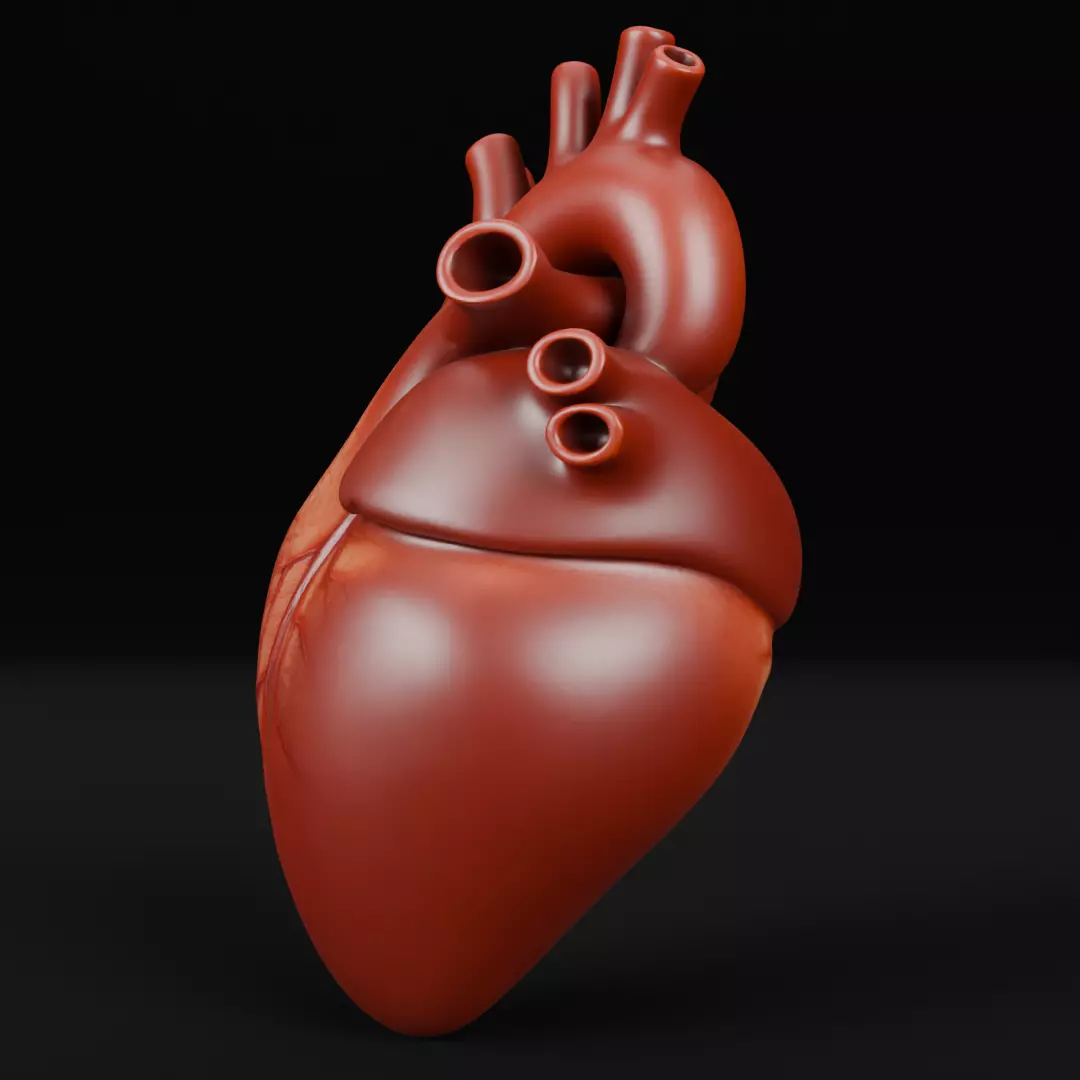 Human Heart 3D Model Realistic Anatomical Organ 3D model_3