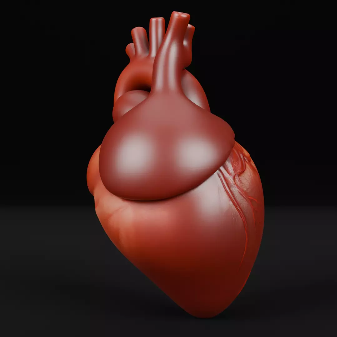 Human Heart 3D Model Realistic Anatomical Organ 3D model_4