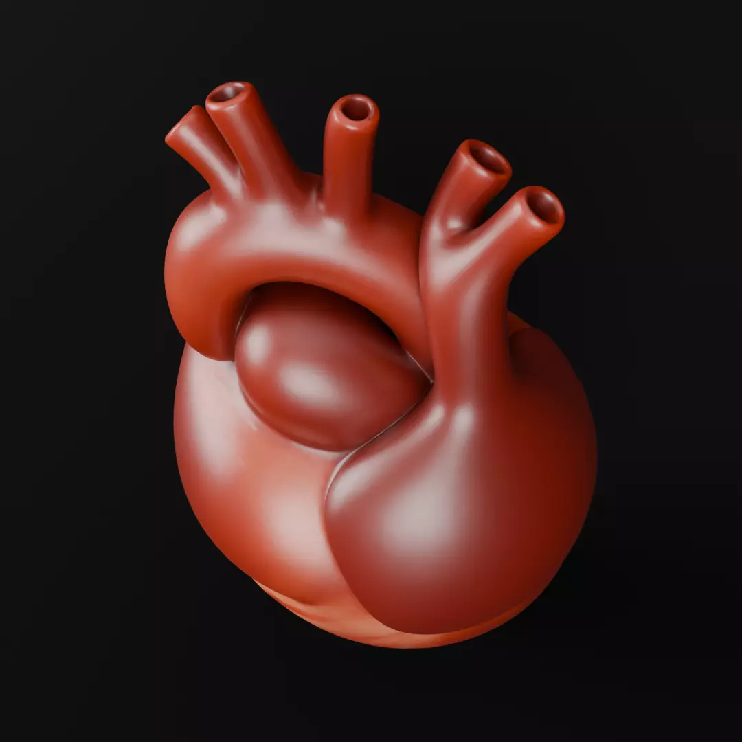 Human Heart 3D Model Realistic Anatomical Organ 3D model_6