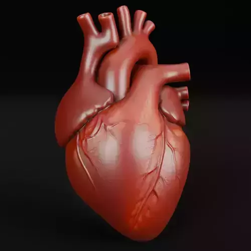 Human Heart 3D Model Realistic Anatomical Organ