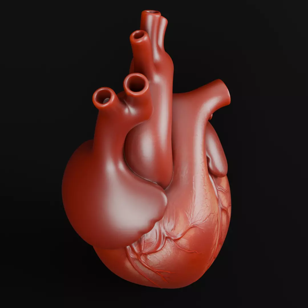 Human Heart 3D Model Realistic Anatomical Organ 3D model_7