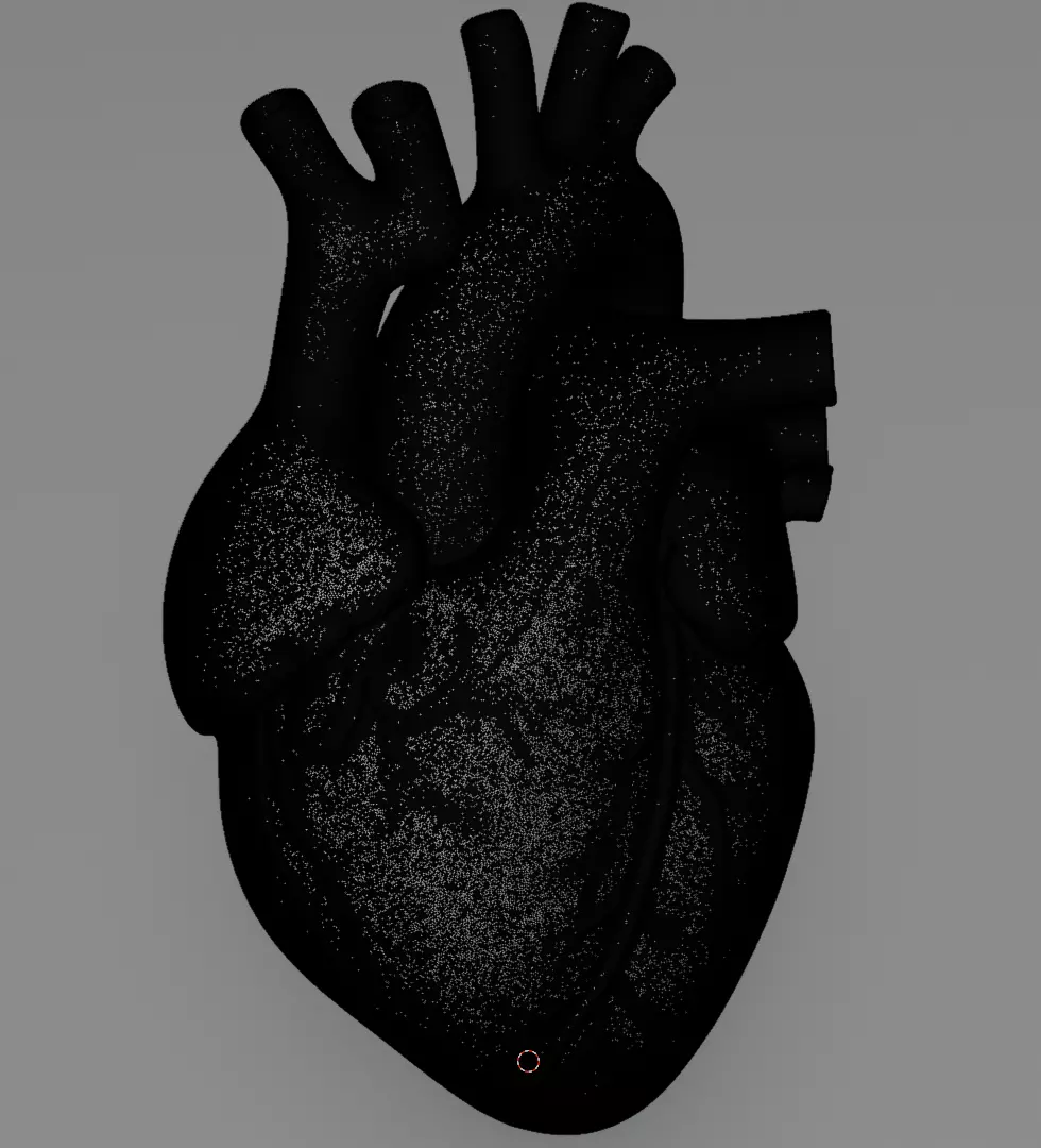 Human Heart 3D Model Realistic Anatomical Organ 3D model_10