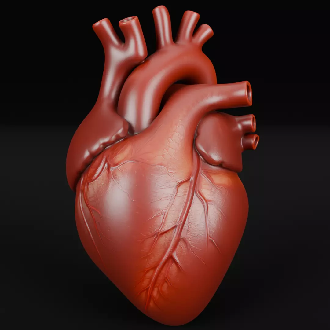 Human Heart 3D Model Realistic Anatomical Organ 3D model_1