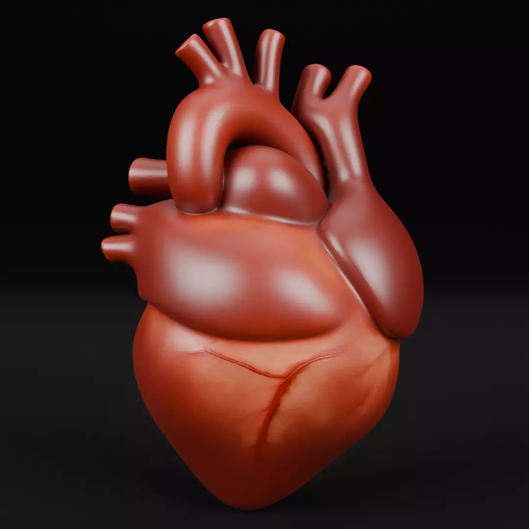 Human Heart 3D Model Realistic Anatomical Organ 3D model_5