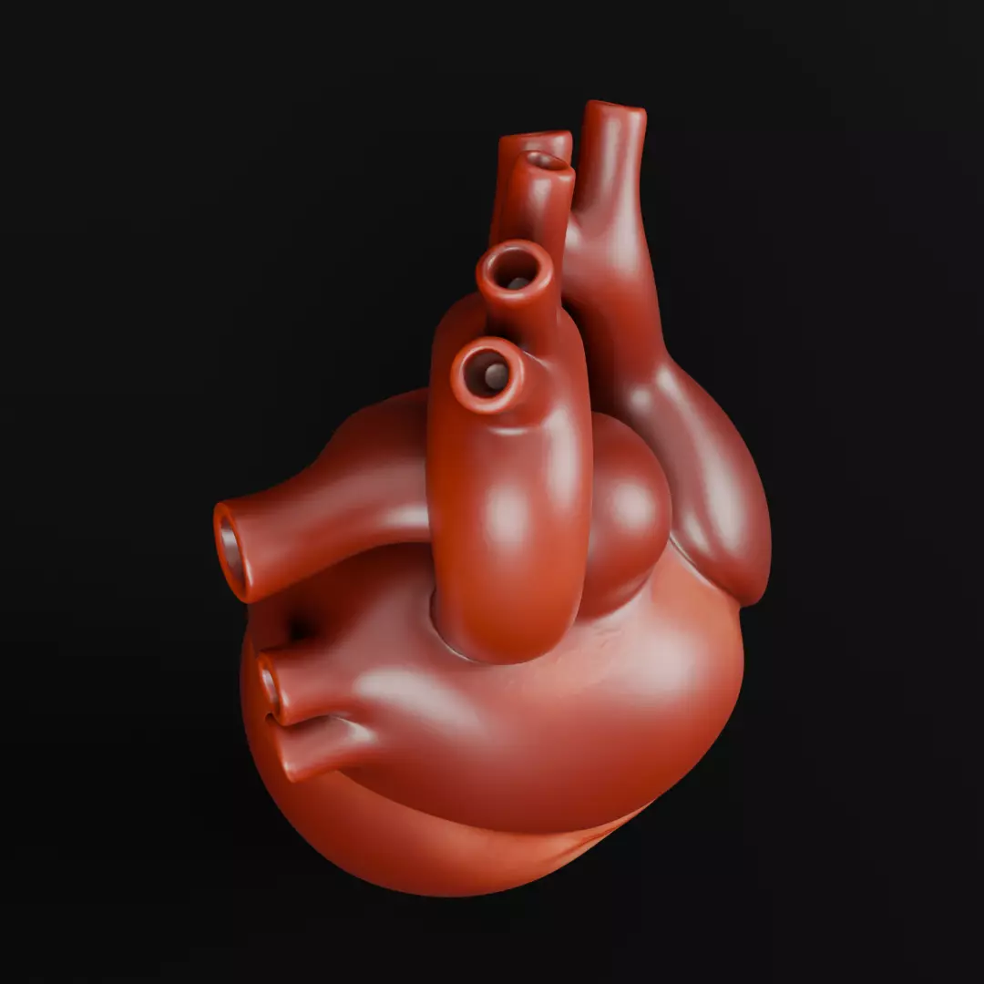 Human Heart 3D Model Realistic Anatomical Organ 3D model_9