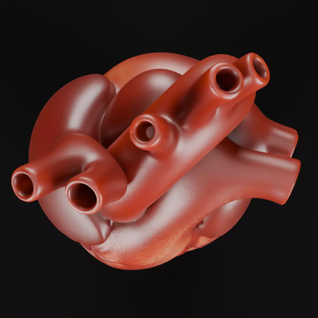 Human Heart 3D Model Realistic Anatomical Organ 3D model_2