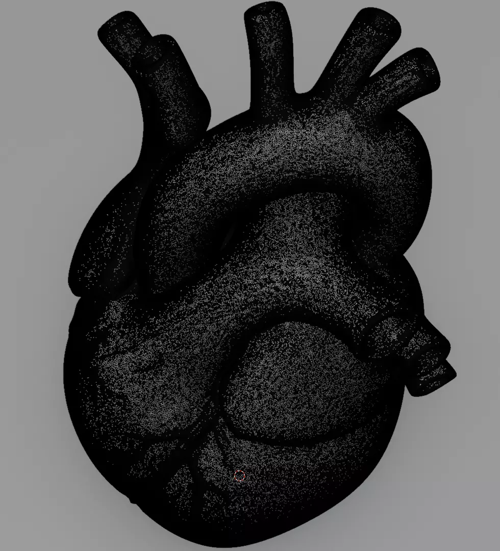Human Heart 3D Model Realistic Anatomical Organ 3D model_18