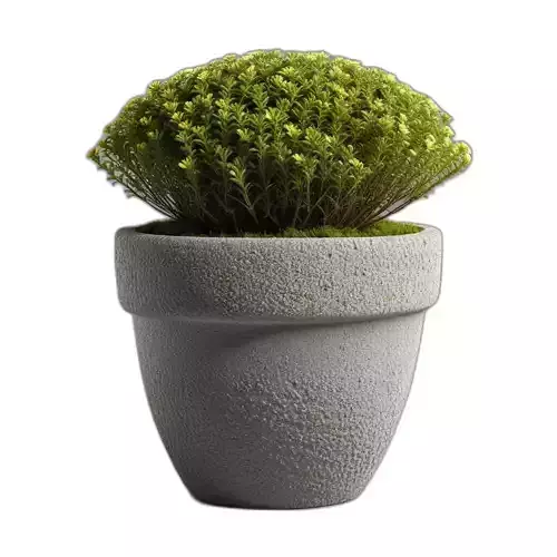 Realistic Potted Bush with Stone Pot