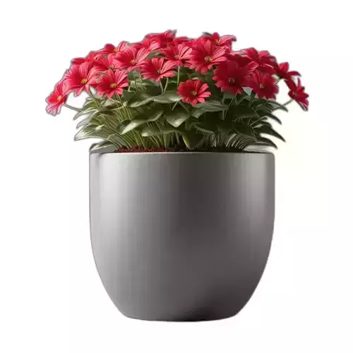 Vibrant Red Potted Flower Plant
