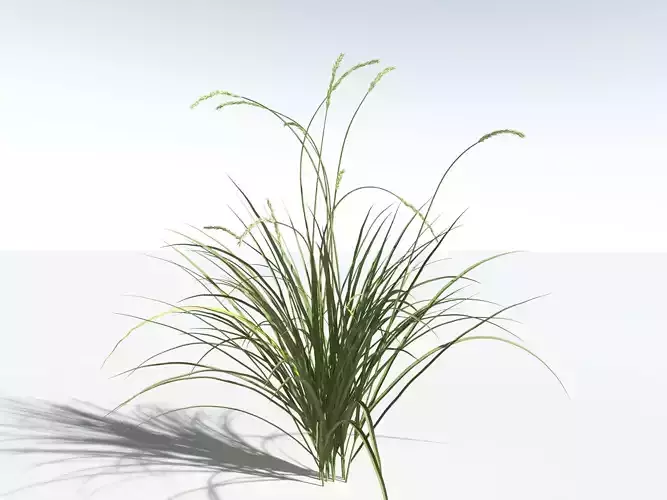 EVERYPlant Basin Wild Rye -18 Models- 3D model