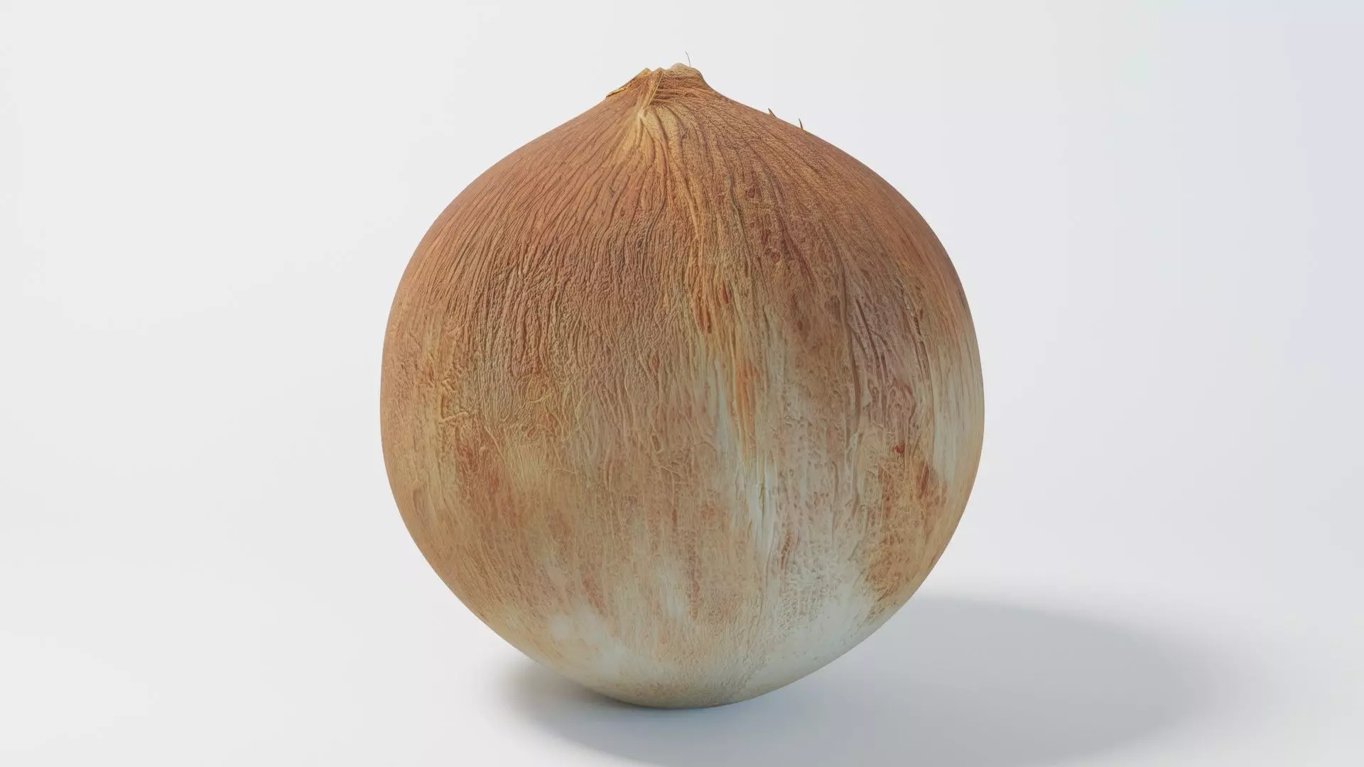 A Coconut 3D model_0