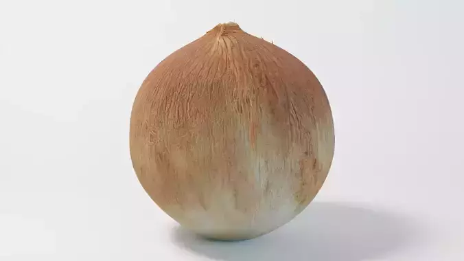 A Coconut 3D model
