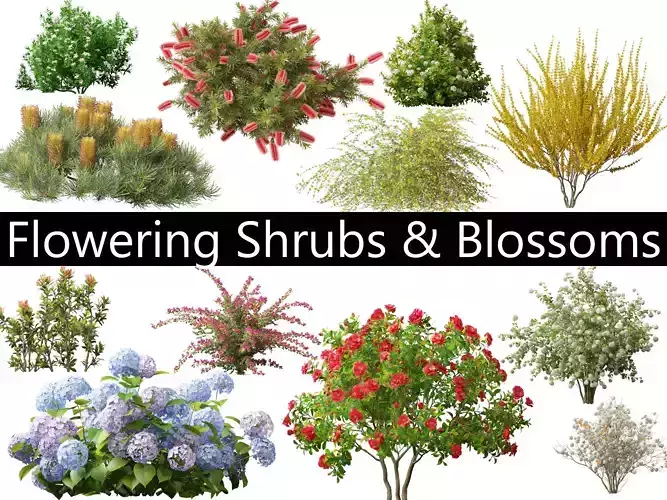 Flowering Shrubs Blossoms Pack 04