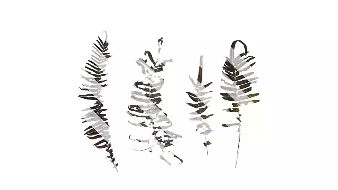 Anydrafts Brainea insignis Atlas 01