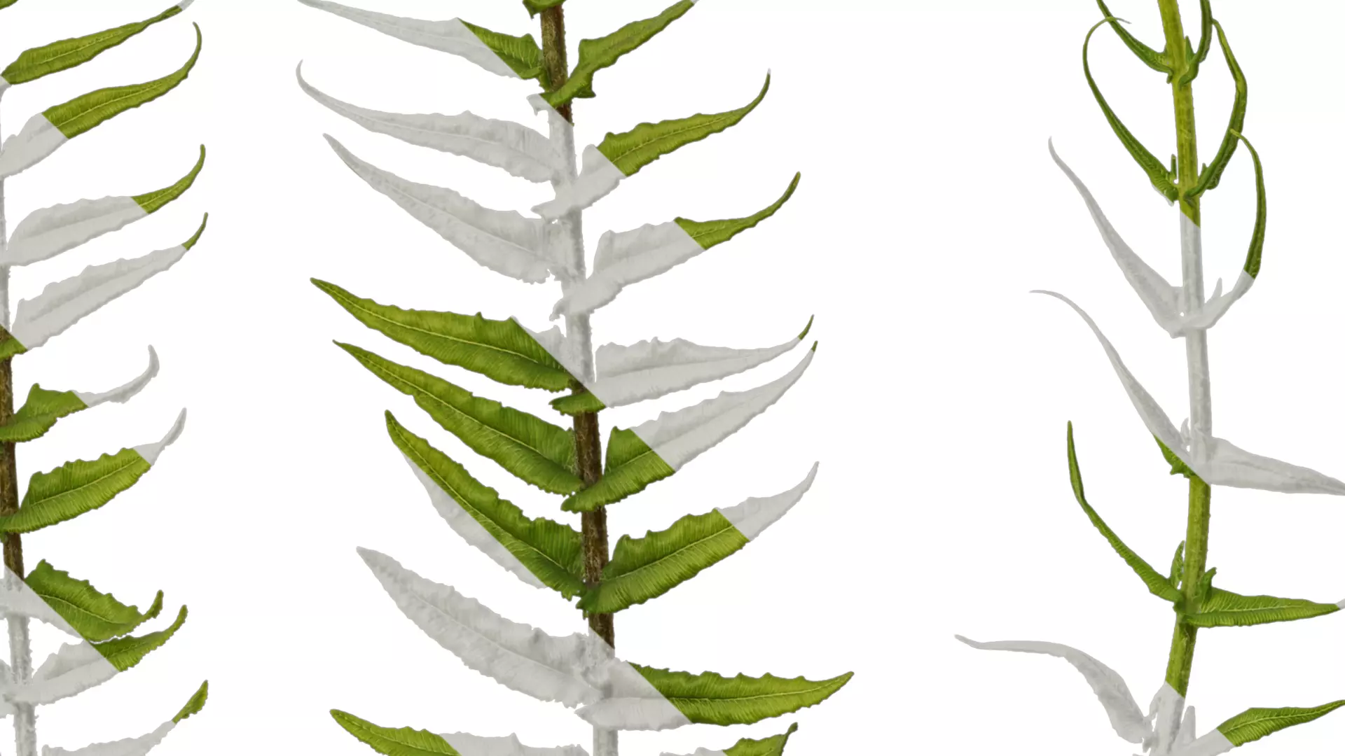 Anydrafts Brainea insignis Atlas 02 Texture_7