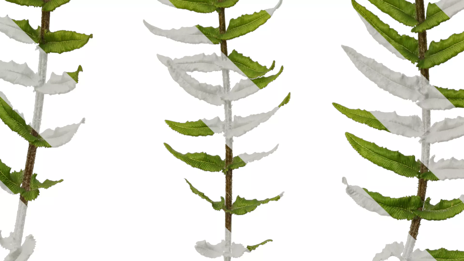 Anydrafts Brainea insignis Atlas 02 Texture_5