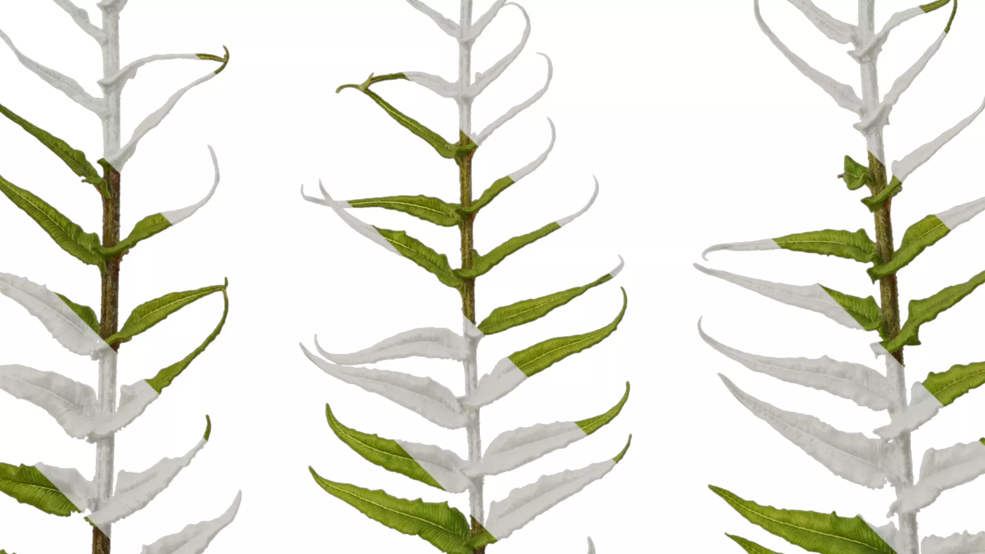 Anydrafts Brainea insignis Atlas 02 Texture_3