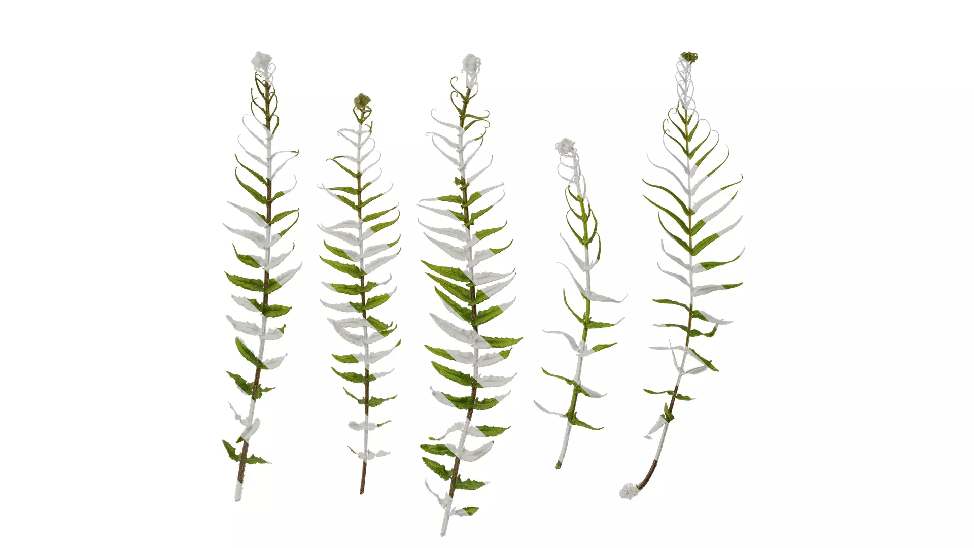 Anydrafts Brainea insignis Atlas 02 Texture_0