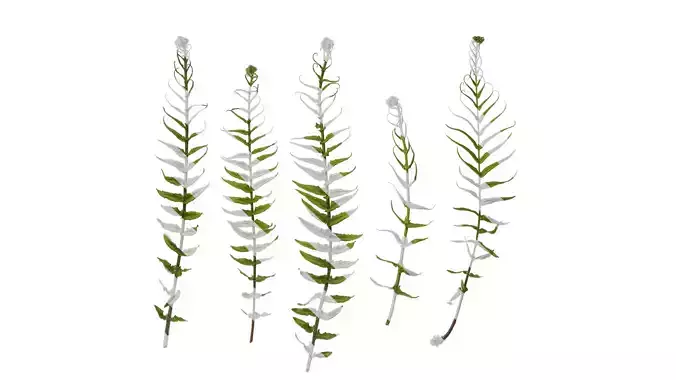 Anydrafts Brainea insignis Atlas 02