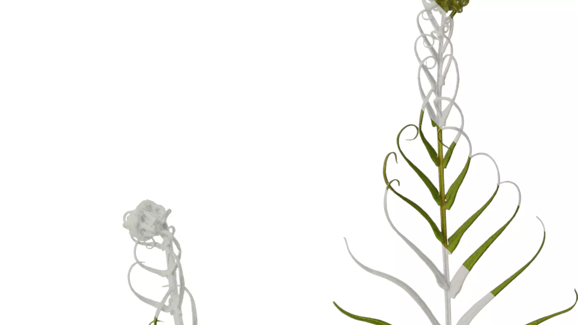 Anydrafts Brainea insignis Atlas 02 Texture_2