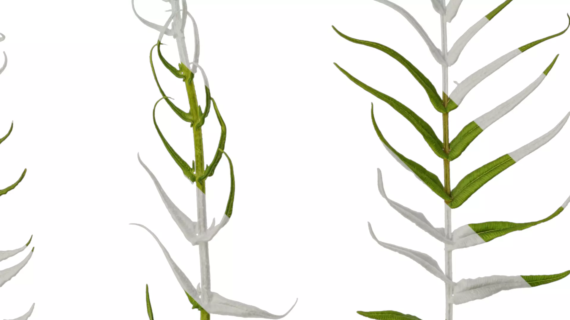 Anydrafts Brainea insignis Atlas 02 Texture_4