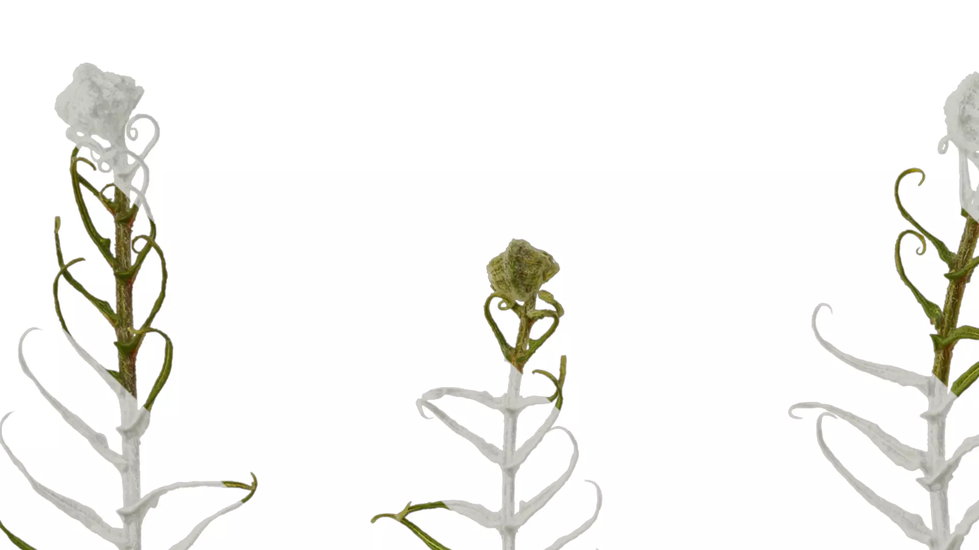 Anydrafts Brainea insignis Atlas 02 Texture_1