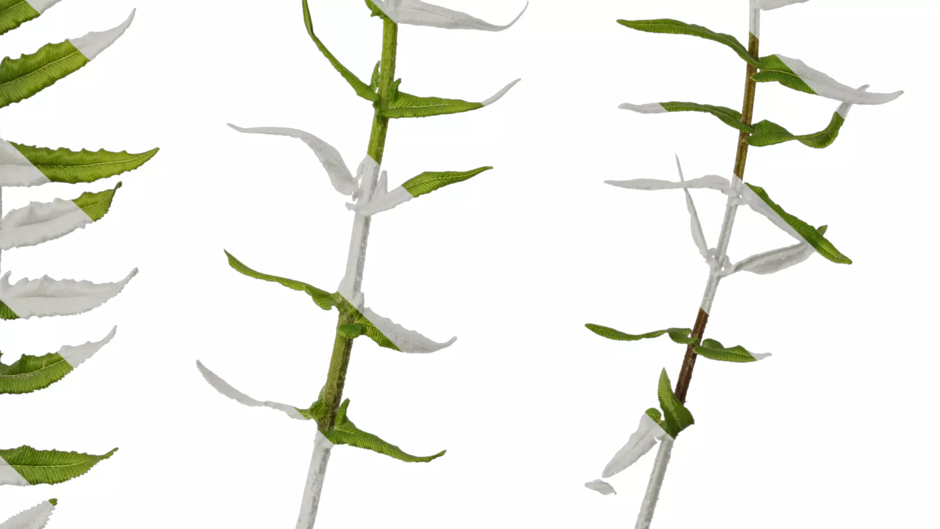 Anydrafts Brainea insignis Atlas 02 Texture_6