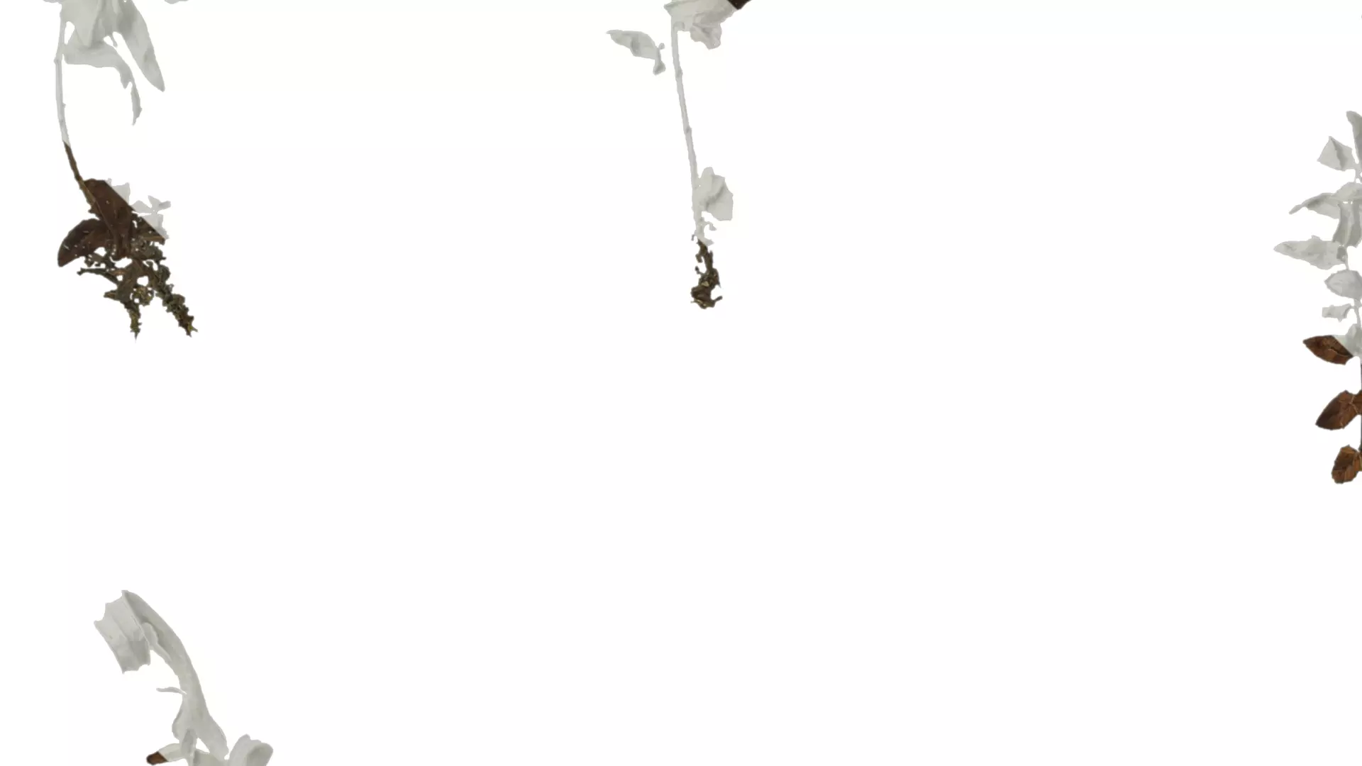 Anydrafts Brainea insignis Atlas 05 Texture_3