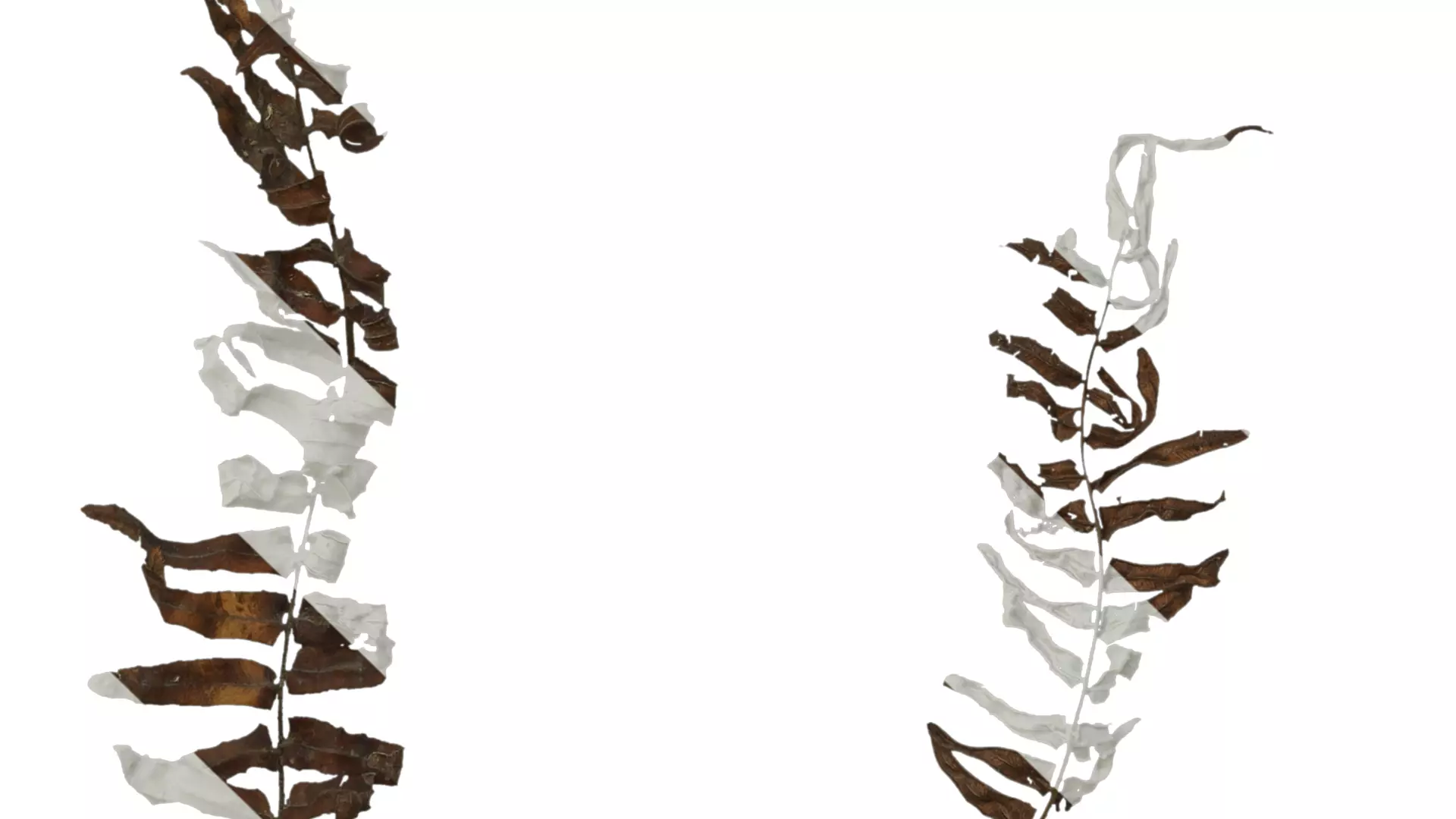 Anydrafts Brainea insignis Atlas 05 Texture_5