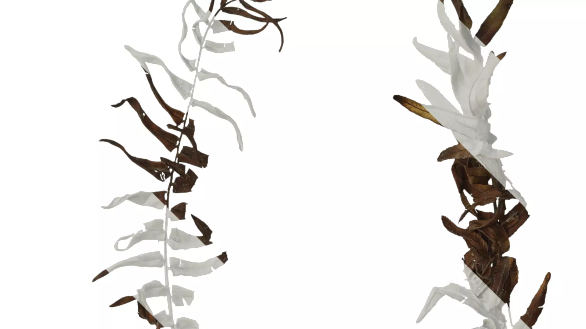 Anydrafts Brainea insignis Atlas 05 Texture_2