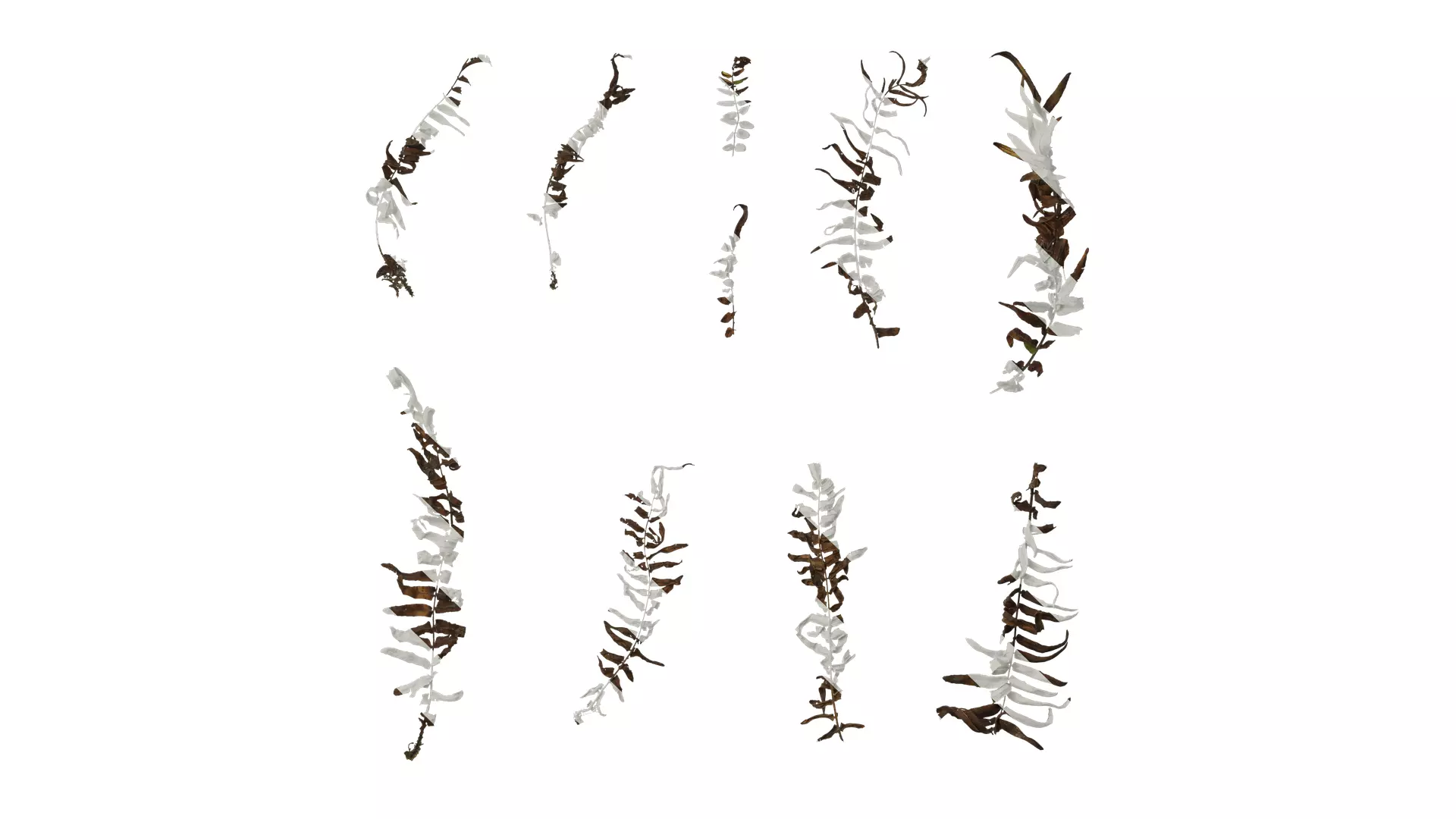 Anydrafts Brainea insignis Atlas 05 Texture_0