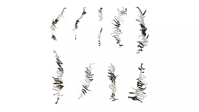 Anydrafts Brainea insignis Atlas 05