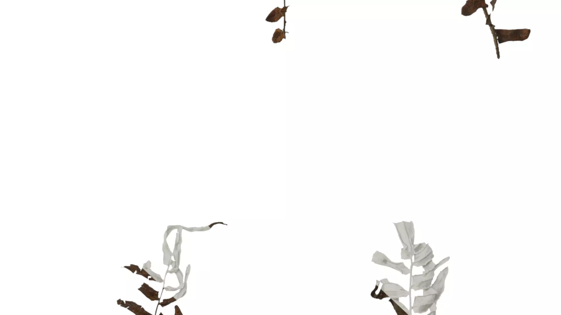 Anydrafts Brainea insignis Atlas 05 Texture_7