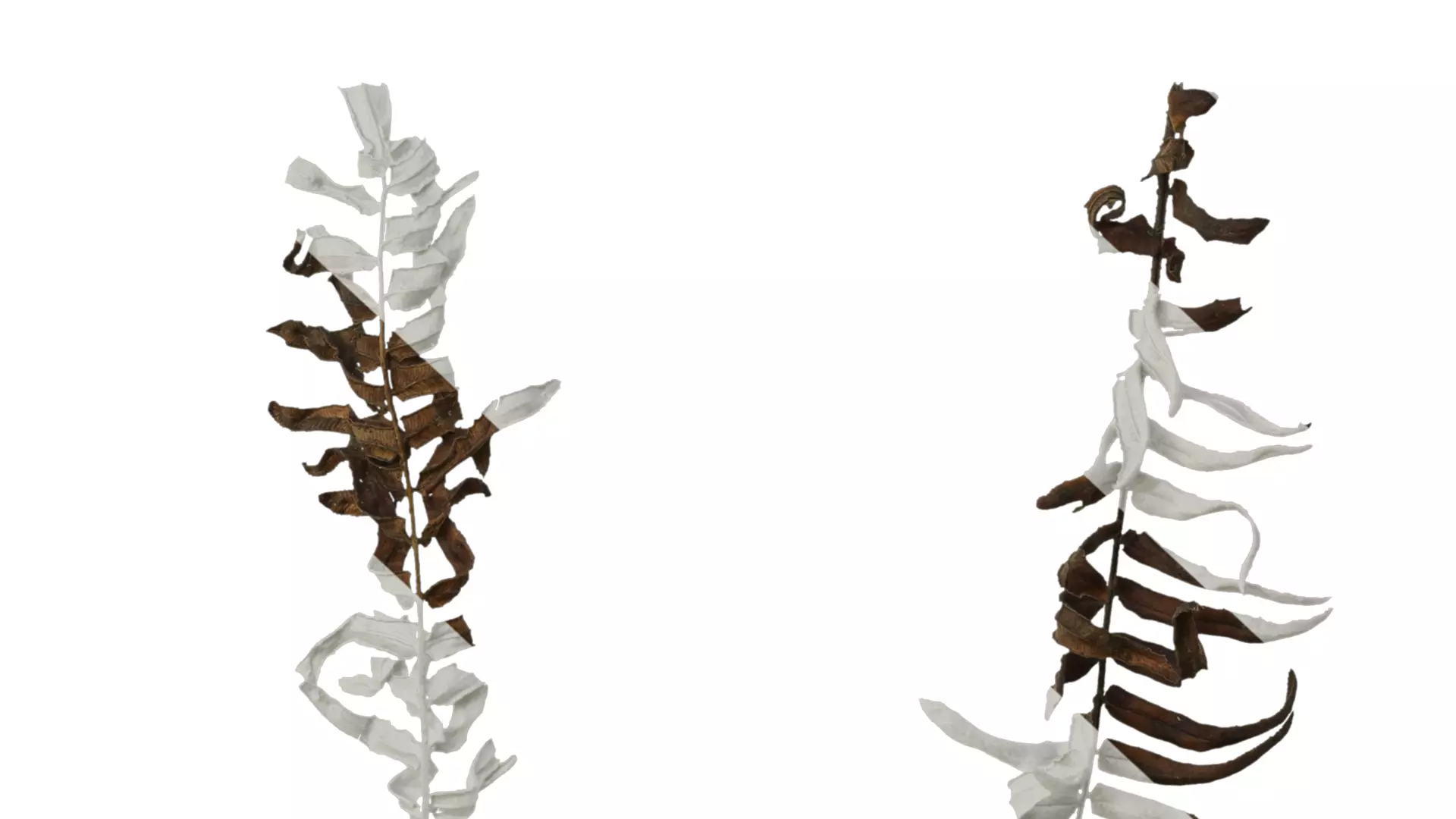 Anydrafts Brainea insignis Atlas 05 Texture_6