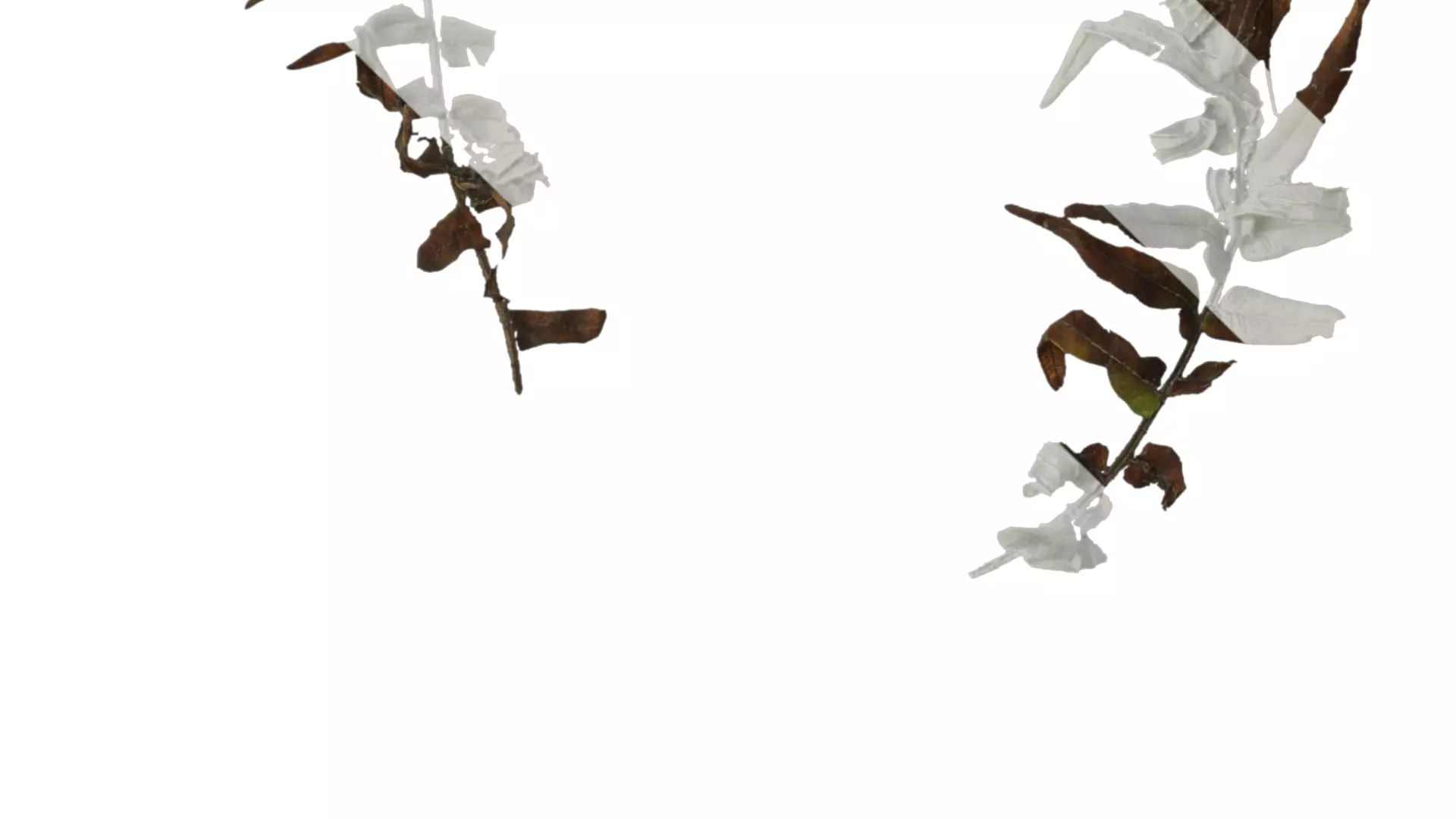 Anydrafts Brainea insignis Atlas 05 Texture_4