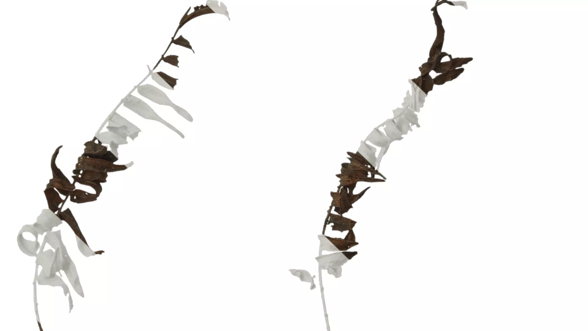 Anydrafts Brainea insignis Atlas 05 Texture_1