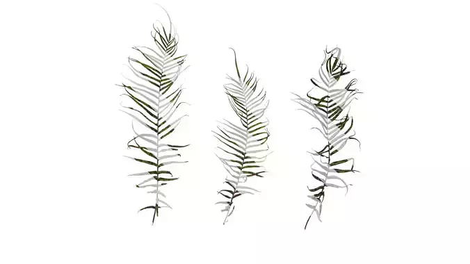 Anydrafts Brainea insignis Atlas 06