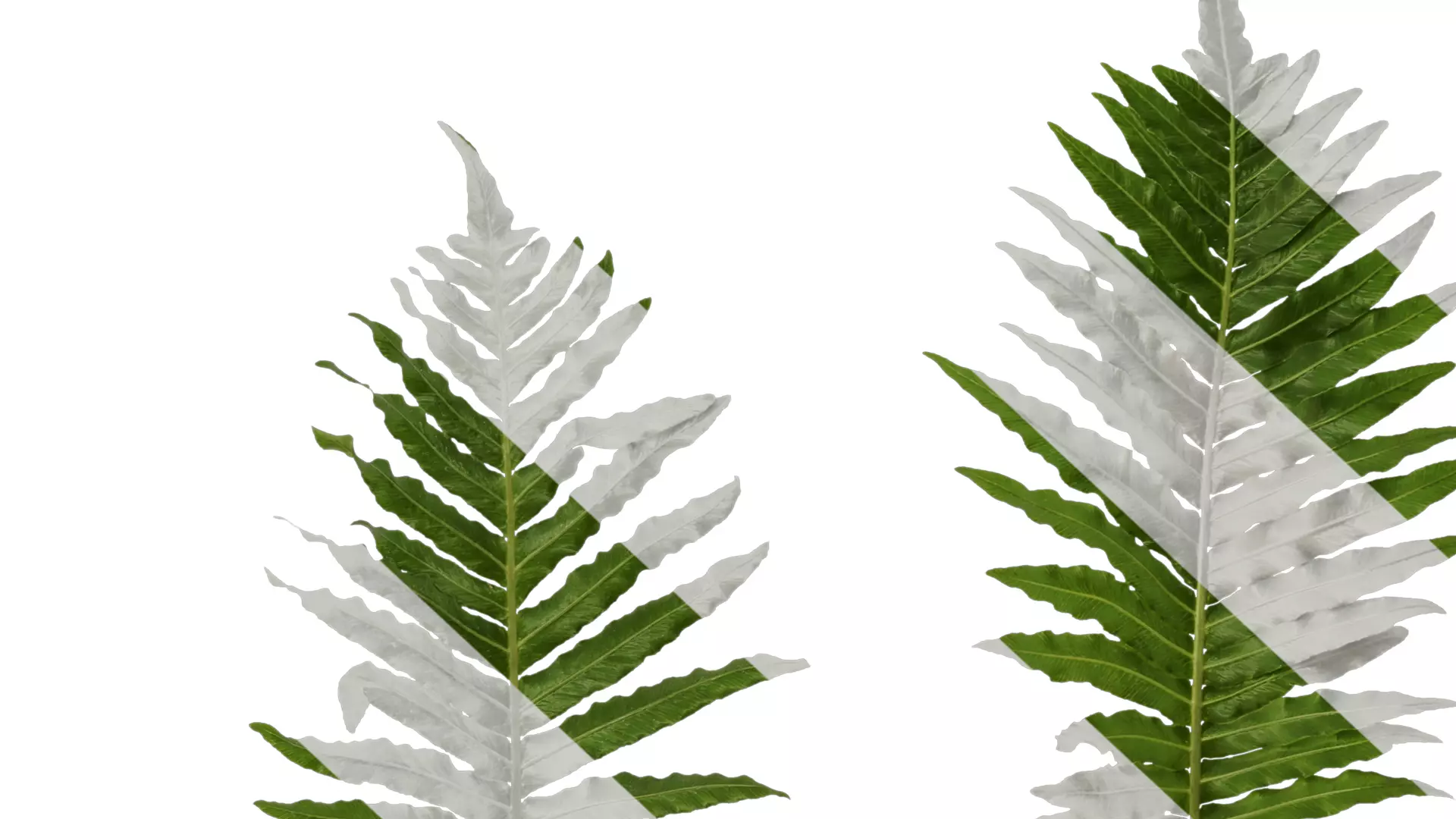 Anydrafts Brainea insignis Atlas 10 Texture_6