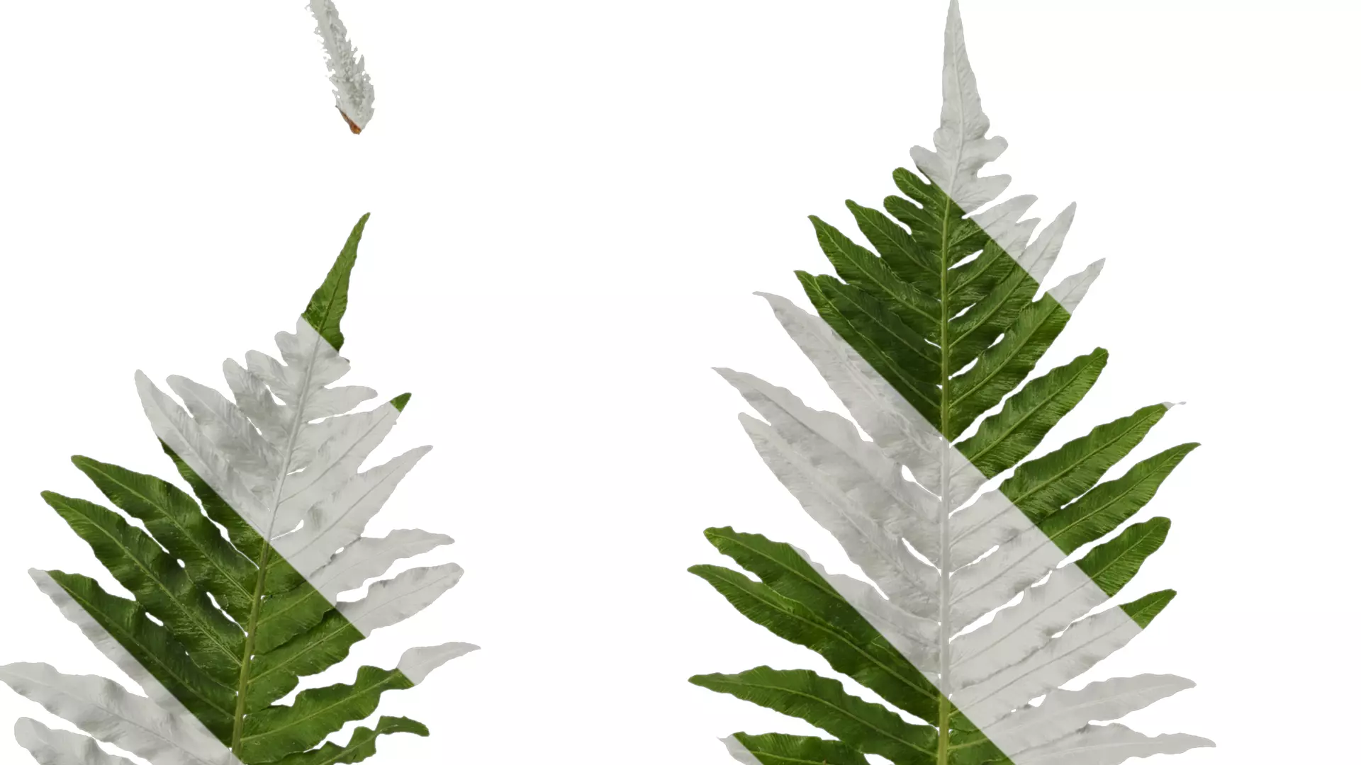 Anydrafts Brainea insignis Atlas 10 Texture_5