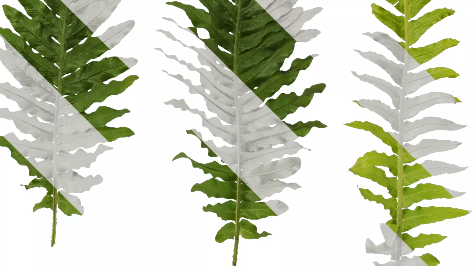 Anydrafts Brainea insignis Atlas 10 Texture_2