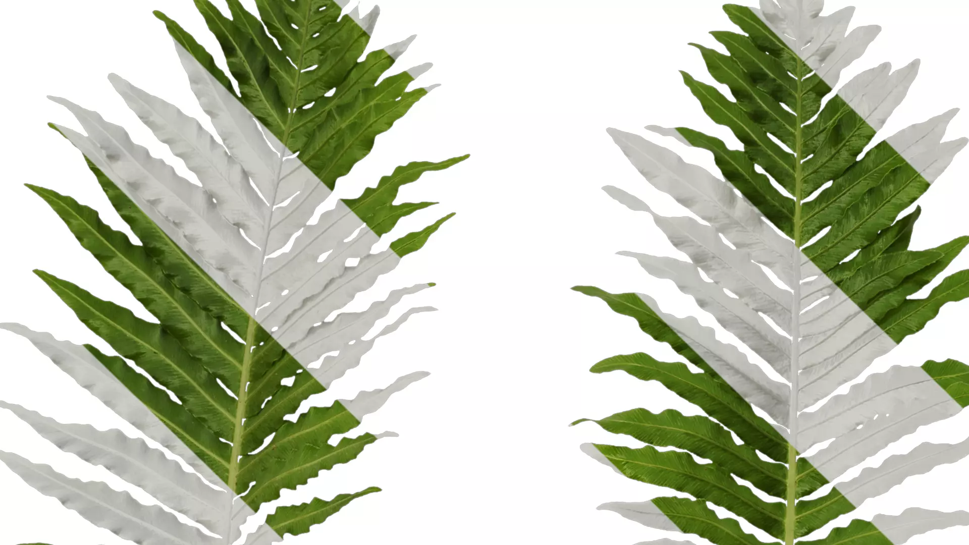 Anydrafts Brainea insignis Atlas 10 Texture_1